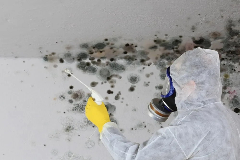 Mold Remediation & Removal verified professional