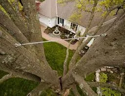 Tree Service & Trimming verified professional